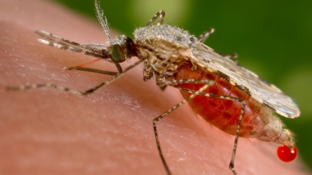 La zanzara che aiuta a sradicare la malaria