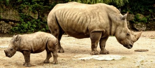 White rhino. Image courtesy of Pixabay commons