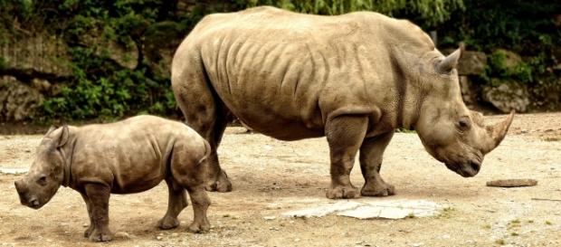 White rhino. Image courtesy of Pixabay commons White rhino. Image courtesy of Pixabay commons