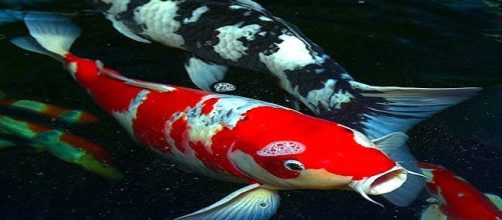 Fotografía de dos Peces Koi rojo y azul