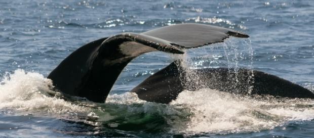 Whales in the ocean. Image Pixabay commons Whales in the ocean. Image Pixabay commons