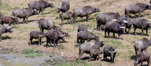 Hluhluwe-iMfolozi. Image Pixabay no attrition Hluhluwe-iMfolozi. Image Pixabay no attrition