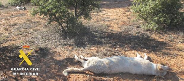 Imagen de los dos perros maltratados en Burgos Imagen de los dos perros maltratados en Burgos