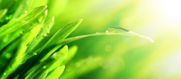 Productos naturales para aliviar el estrés Productos naturales para aliviar el estrés