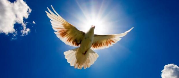 A pomba, um símbolo mundial de paz A pomba, um símbolo mundial de paz