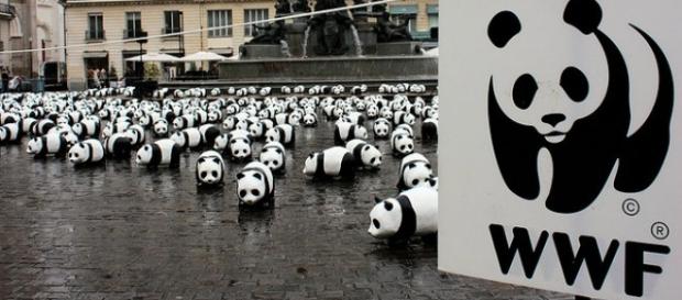 L'ottimismo delle ong WWF e OXFAM L'ottimismo delle ong WWF e OXFAM