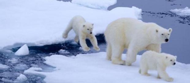 One of the global warming effects One of the global warming effects