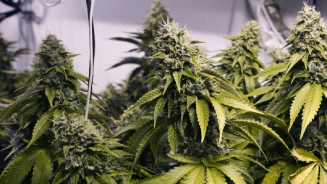 Piantine di cannabis, tutt'ora illegali