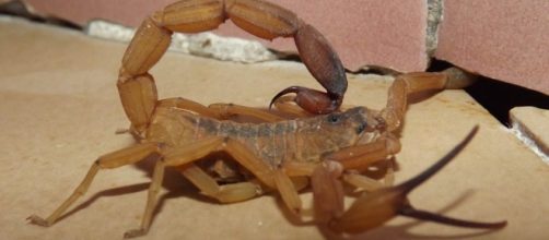 Infestação de escorpiões são comuns no calor