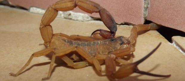 Infestação de escorpiões são comuns no calor Infestação de escorpiões são comuns no calor