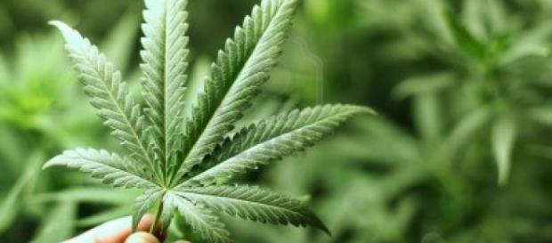 Se aprueba el cultivo y potabilidad de marihuana Se aprueba el cultivo y potabilidad de marihuana