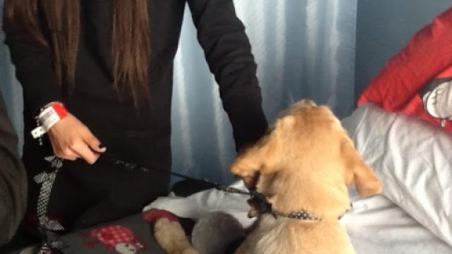 Emily, il cucciolo di Labrador 'specilae'.