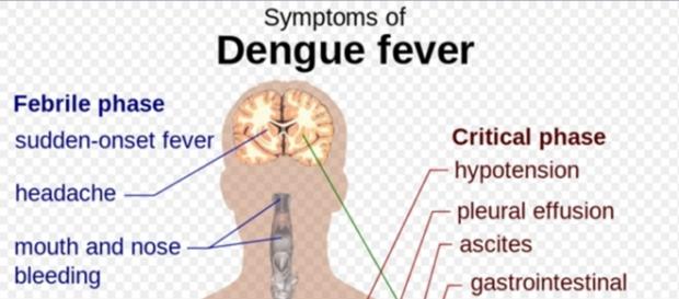 "Dengue" by M.Häggström - public domain; Wikipedia "Dengue" by M.Häggström - public domain; Wikipedia