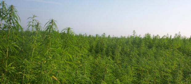 Enorme extensión de plantación de marihuana Enorme extensión de plantación de marihuana