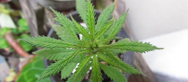 Planta de Marihuana para consumo Planta de Marihuana para consumo