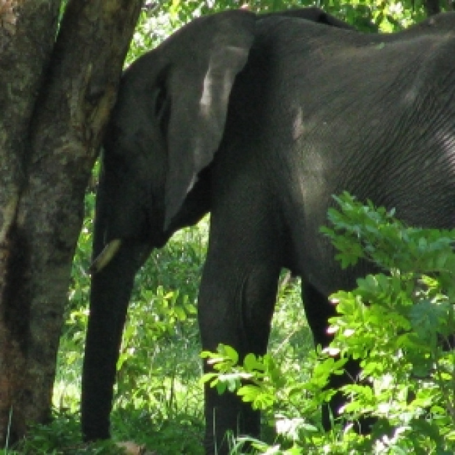 Image by Frank Flowers. African Elephants