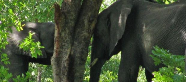 Image by Frank Flowers. African Elephants Image by Frank Flowers. African Elephants
