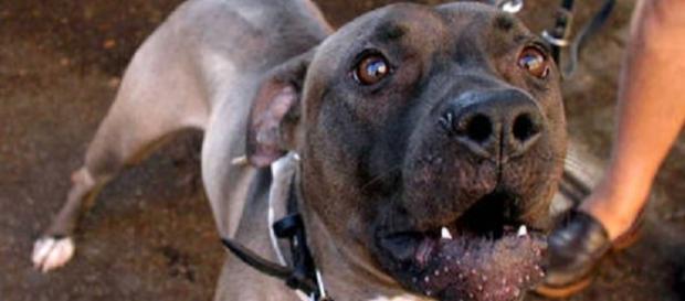 Calabria, donna aggredita da un pitbull Calabria, donna aggredita da un pitbull