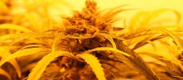 Marijuana is already legal in several countries Marijuana is already legal in several countries