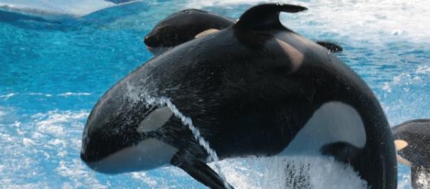 Orca during the making of Free Willy. Piabay Orca during the making of Free Willy. Piabay