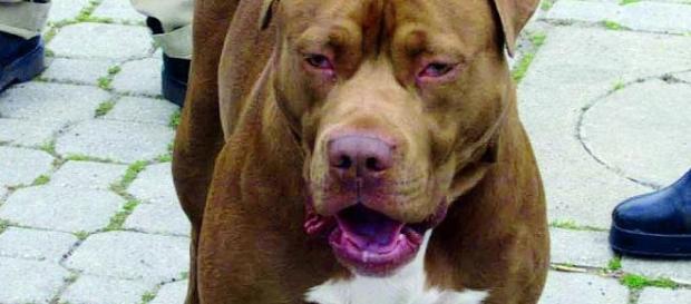 Pitbull azzanna 75enne in Calabria Pitbull azzanna 75enne in Calabria