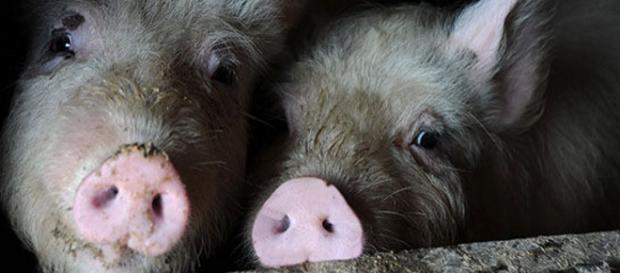 Wild Island: Jungen Schweine werden getötet! Wild Island: Jungen Schweine werden getötet!