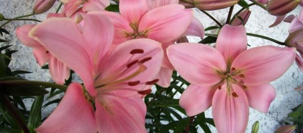 La belleza y la naturaleza en flor La belleza y la naturaleza en flor