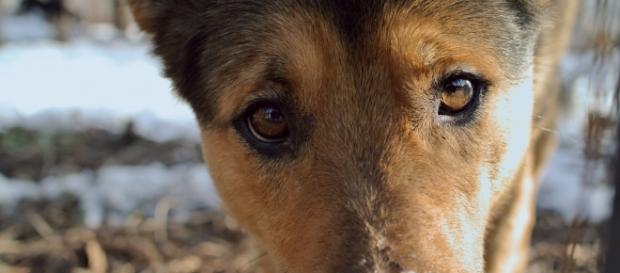 Cinquenta e seis cães foram dados como mortos. Cinquenta e seis cães foram dados como mortos.