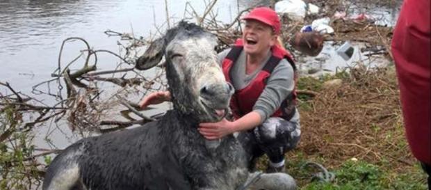 Suzanne Gibbons e o burro sorrindo ao ser salvo Suzanne Gibbons e o burro sorrindo ao ser salvo