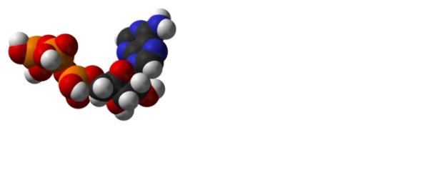 ¿Qué sabemos sobre el metabolismo? ¿Qué sabemos sobre el metabolismo?