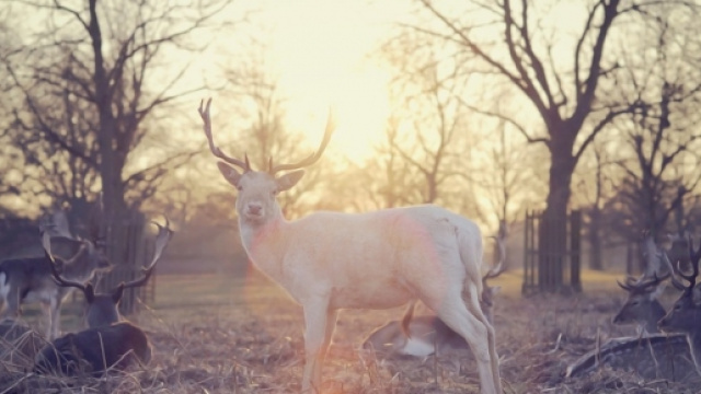 Significato spirituale di Yule.