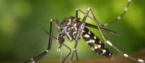 El mosquito Aedes aegypti causa el virus Zika