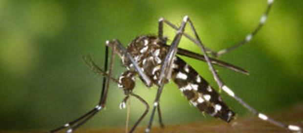 El mosquito Aedes aegypti causa el virus Zika El mosquito Aedes aegypti causa el virus Zika