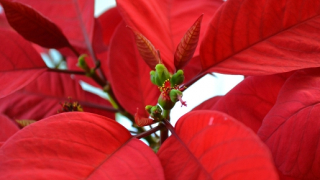 Stella di Natale e vischio pericolose per animali