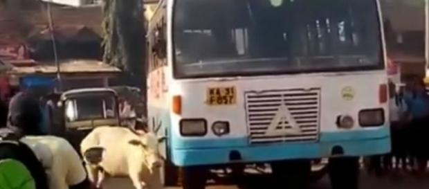 Vaca persegue o ônibus que atropelou seu filhote Vaca persegue o ônibus que atropelou seu filhote