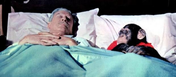 El hombre duerme menos pero mejor que los monos El hombre duerme menos pero mejor que los monos