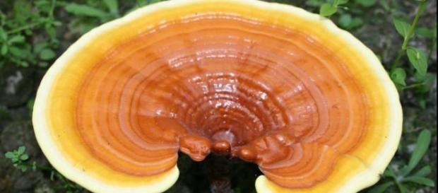 Ganoderma lucidum reishi, propiedades Ganoderma lucidum reishi, propiedades