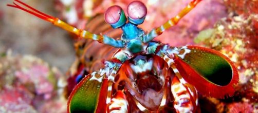 Camarão mantis, um predador lindo e mortal