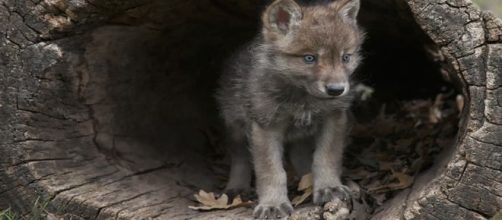 l'origine del cane: una scoperta interessante