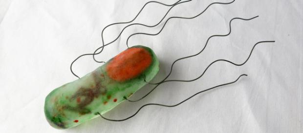 Toxinas que destroem as larvas do Aedes aegypti. Toxinas que destroem as larvas do Aedes aegypti.