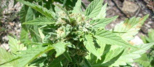 Cannabis, legale da gennaio 2014 in Colorado