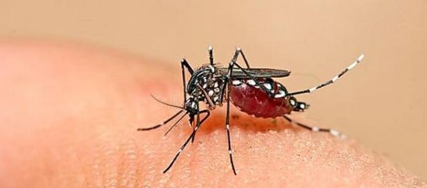 Mosquito Aedes Aegypt transmite a Dengue e Zika Mosquito Aedes Aegypt transmite a Dengue e Zika