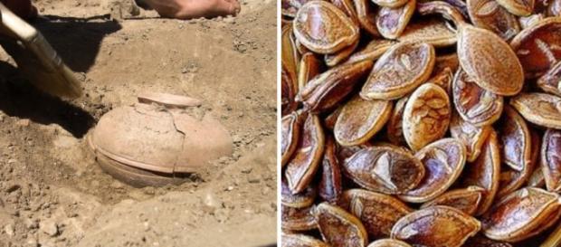 Sementes de abóboras de 800 anos puderam germinar Sementes de abóboras de 800 anos puderam germinar