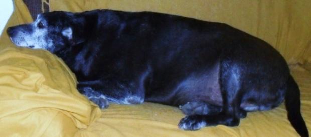 Cães de rua a noite em café da ilha de Lesbos Cães de rua a noite em café da ilha de Lesbos