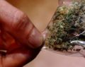 Colombia legaliza la marihuana para uso médico