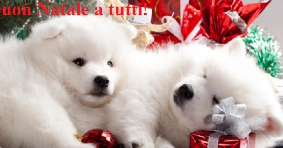 Immagini Divertenti Animali Natale.Auguri Di Natale Le Espressioni Piu Divertenti E Simpatiche Da Inviare Su Facebook O Wa