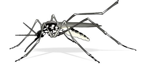 Mosquito da dengue, com apenas 0,5cm