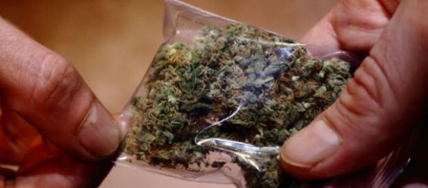 La marihuana ya es legal en Colombia La marihuana ya es legal en Colombia