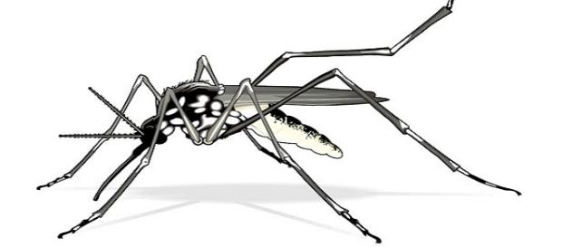 Mosquito da dengue, com apenas 0,5cm Mosquito da dengue, com apenas 0,5cm