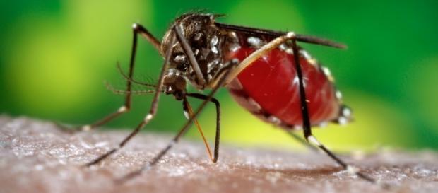 Mosquito transmissor do Zika Vírus Mosquito transmissor do Zika Vírus